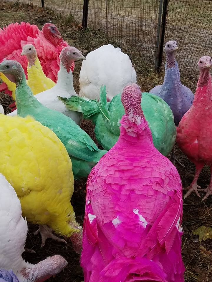 Gozzi's Turkey Farm Visit CT